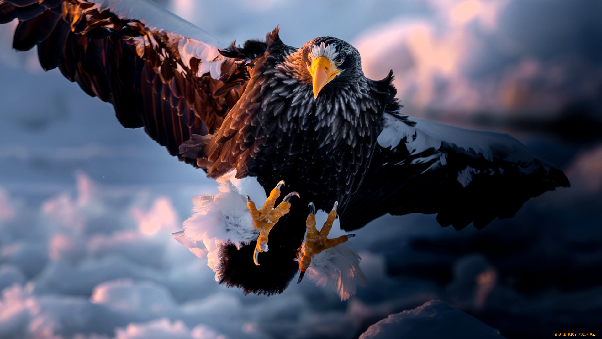 животные, птицы, -, хищники, орел, птица, когти, снег