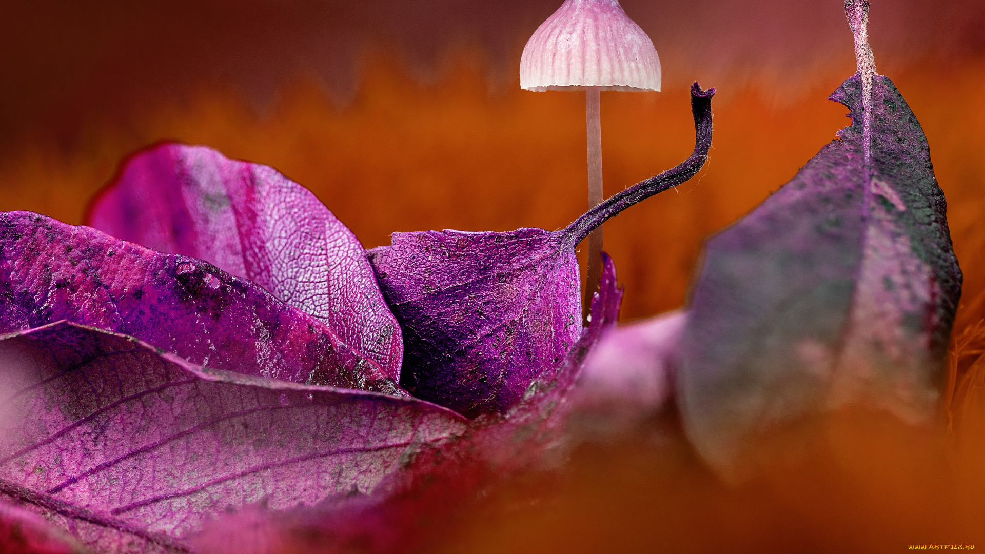 природа, грибы, осень