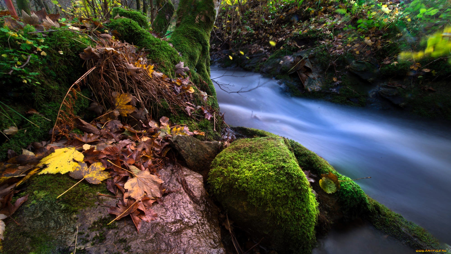 природа, реки, озера, река, поток, кусты, мох, листья, деревья, осень