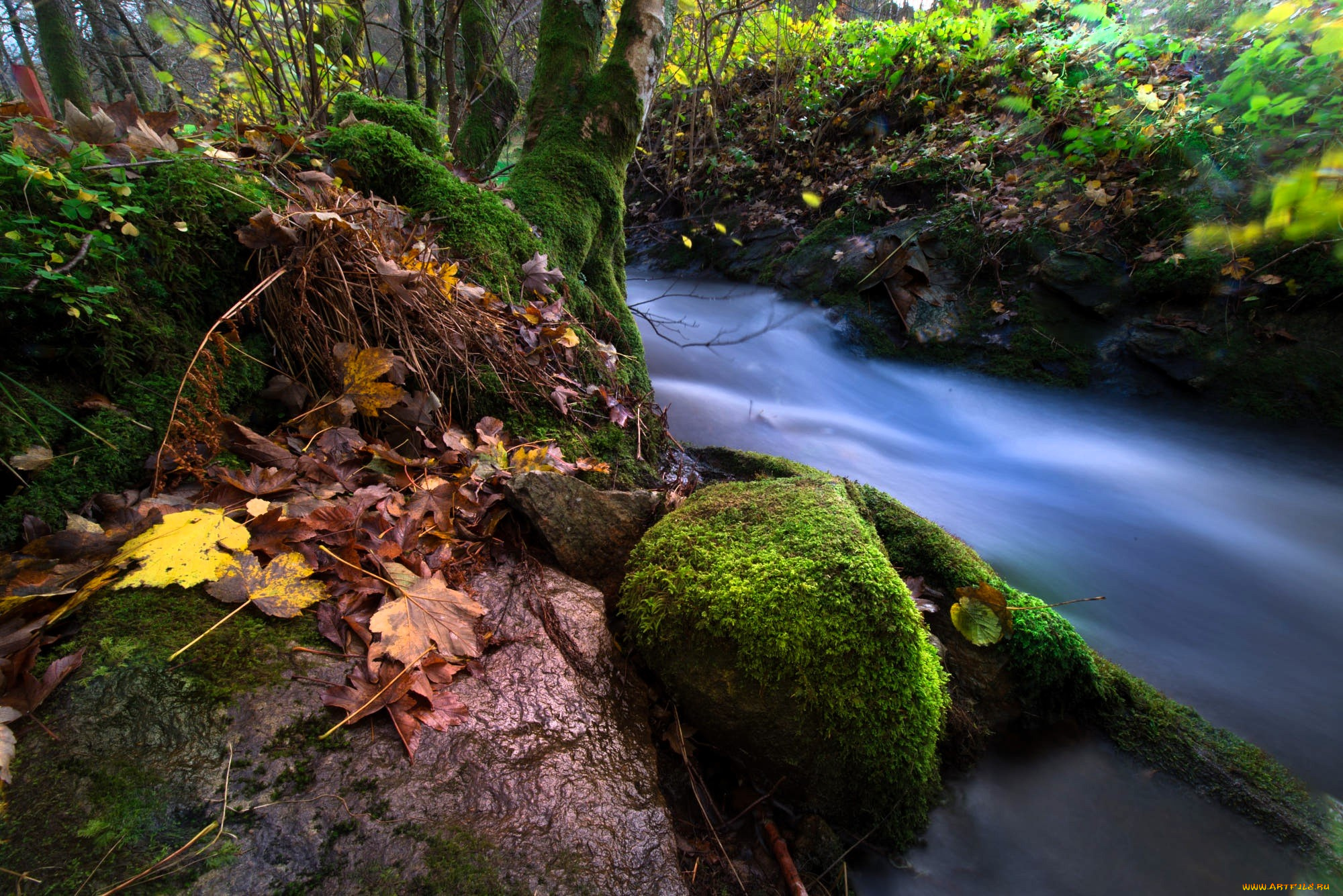природа, реки, озера, река, поток, кусты, мох, листья, деревья, осень