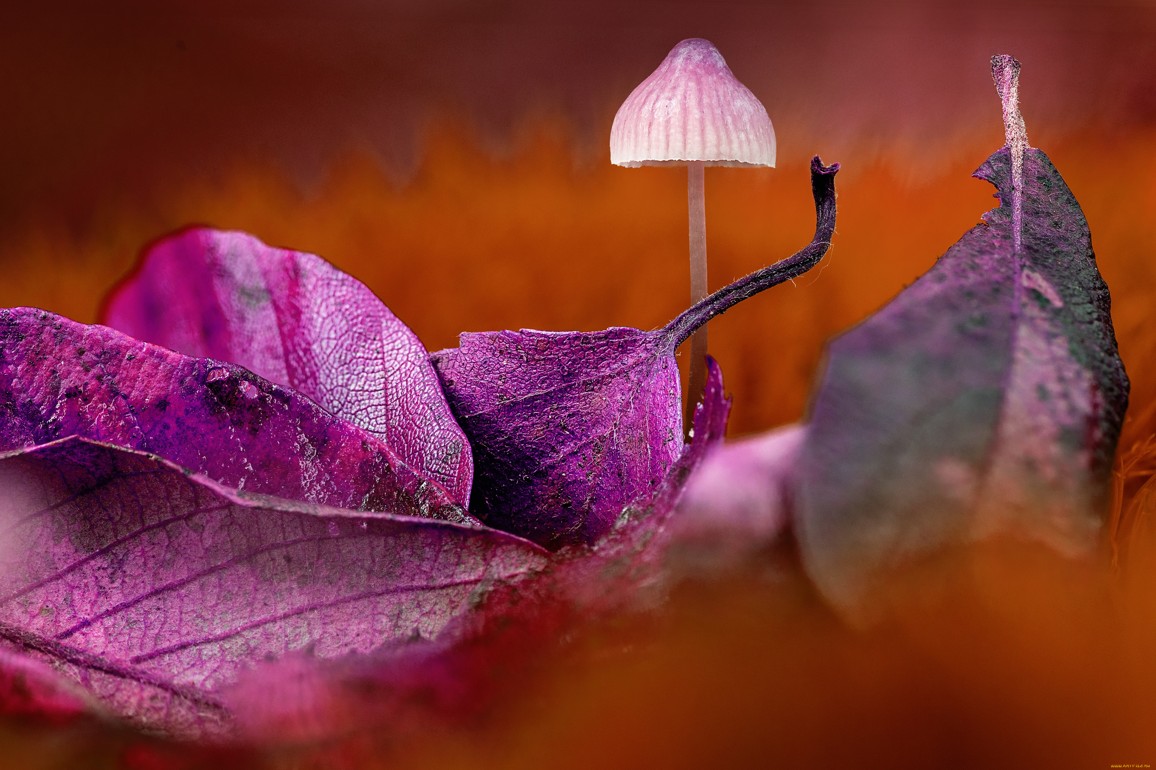 природа, грибы, осень