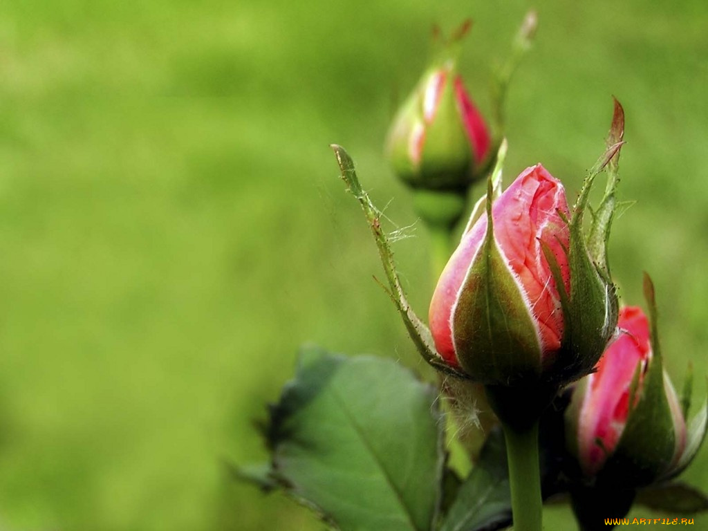 цветы, розы