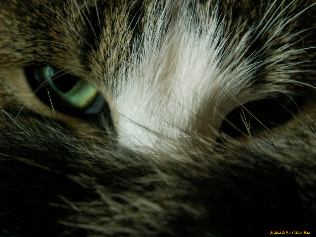 животные, коты