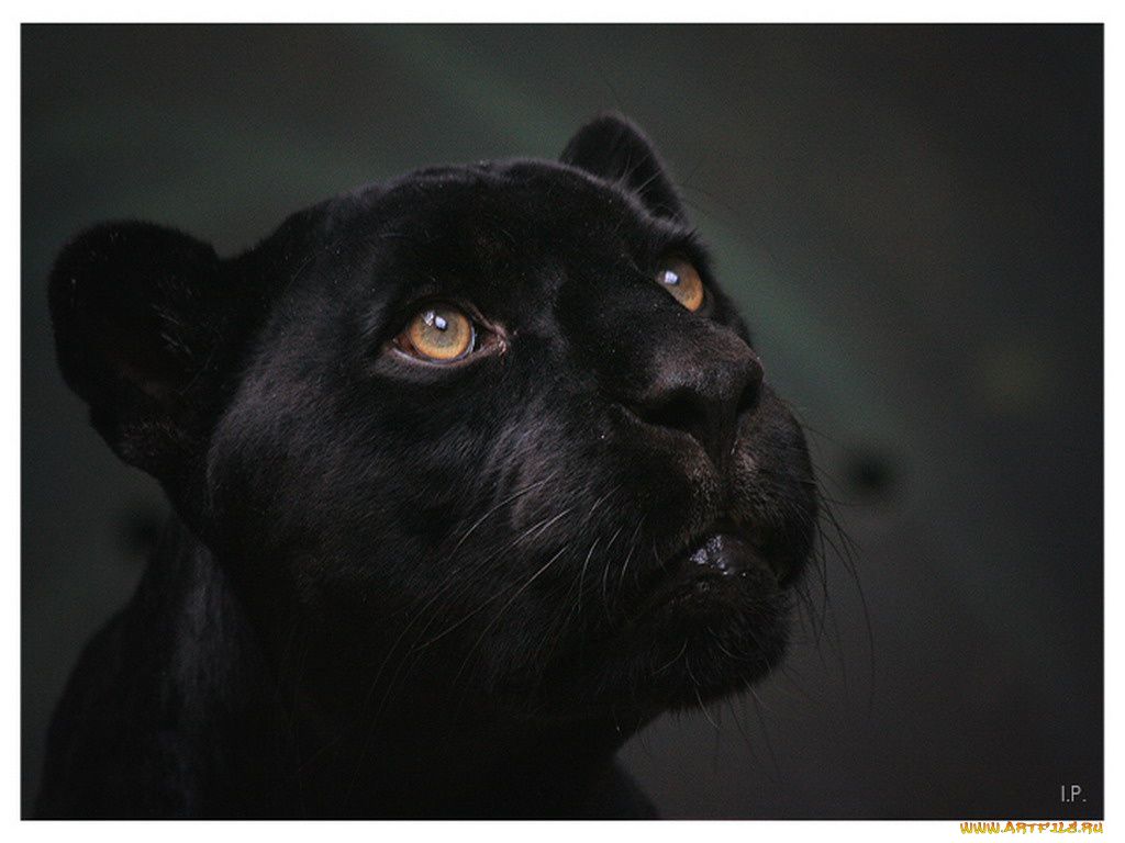 животные, пантеры