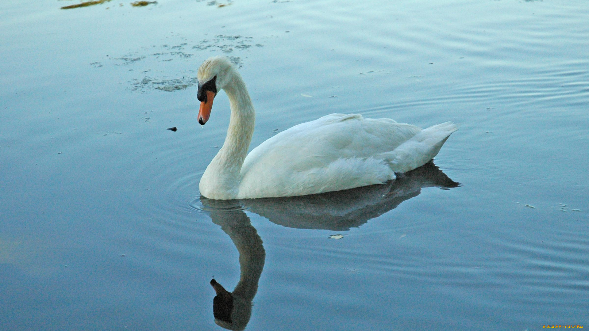 животные, лебеди