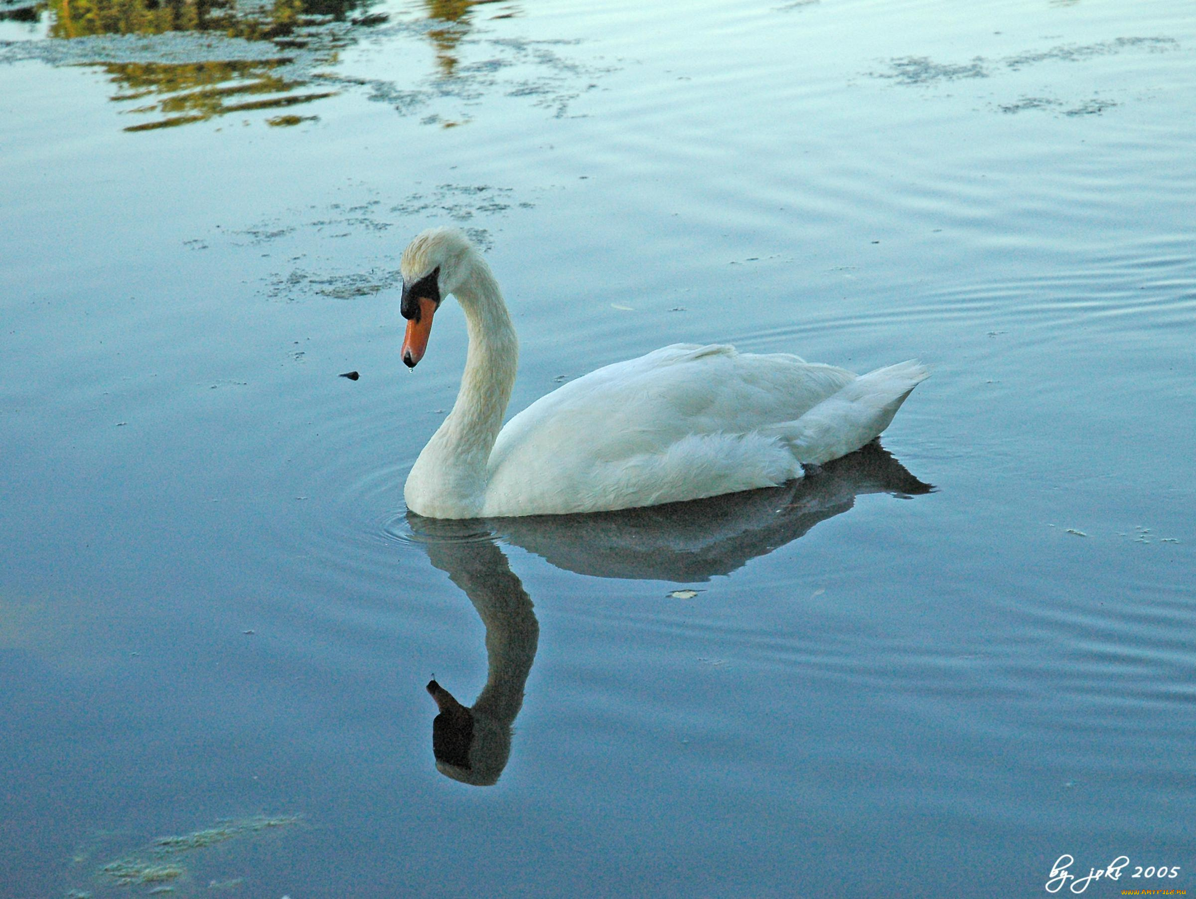 животные, лебеди