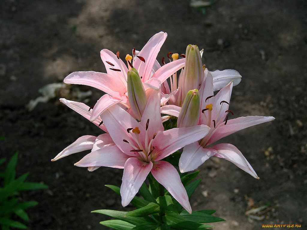 цветы, лилии, лилейники