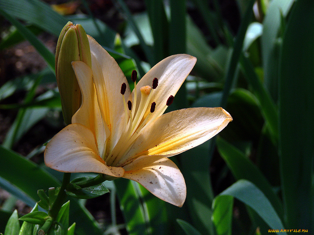 цветы, лилии, лилейники