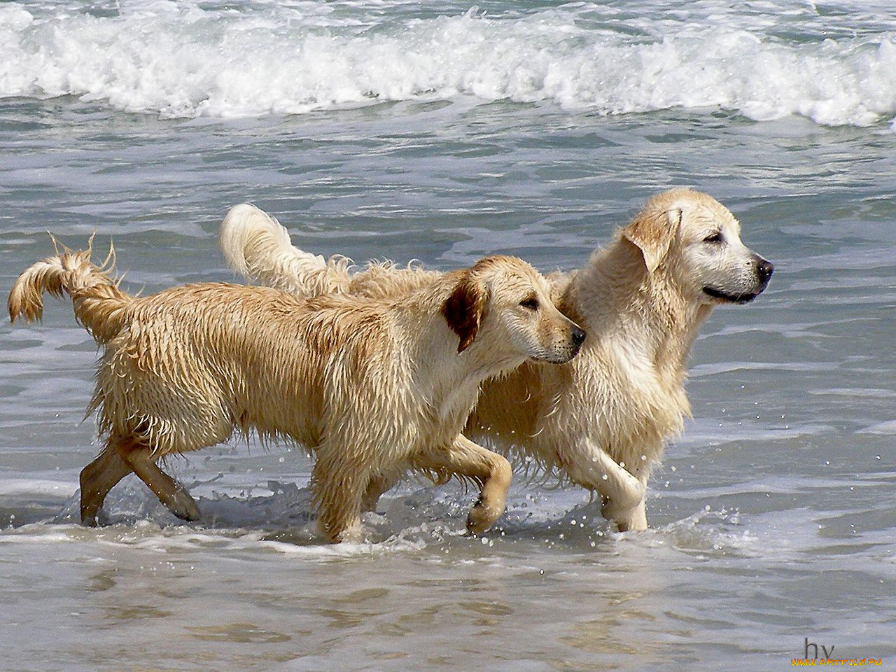 животные, собаки