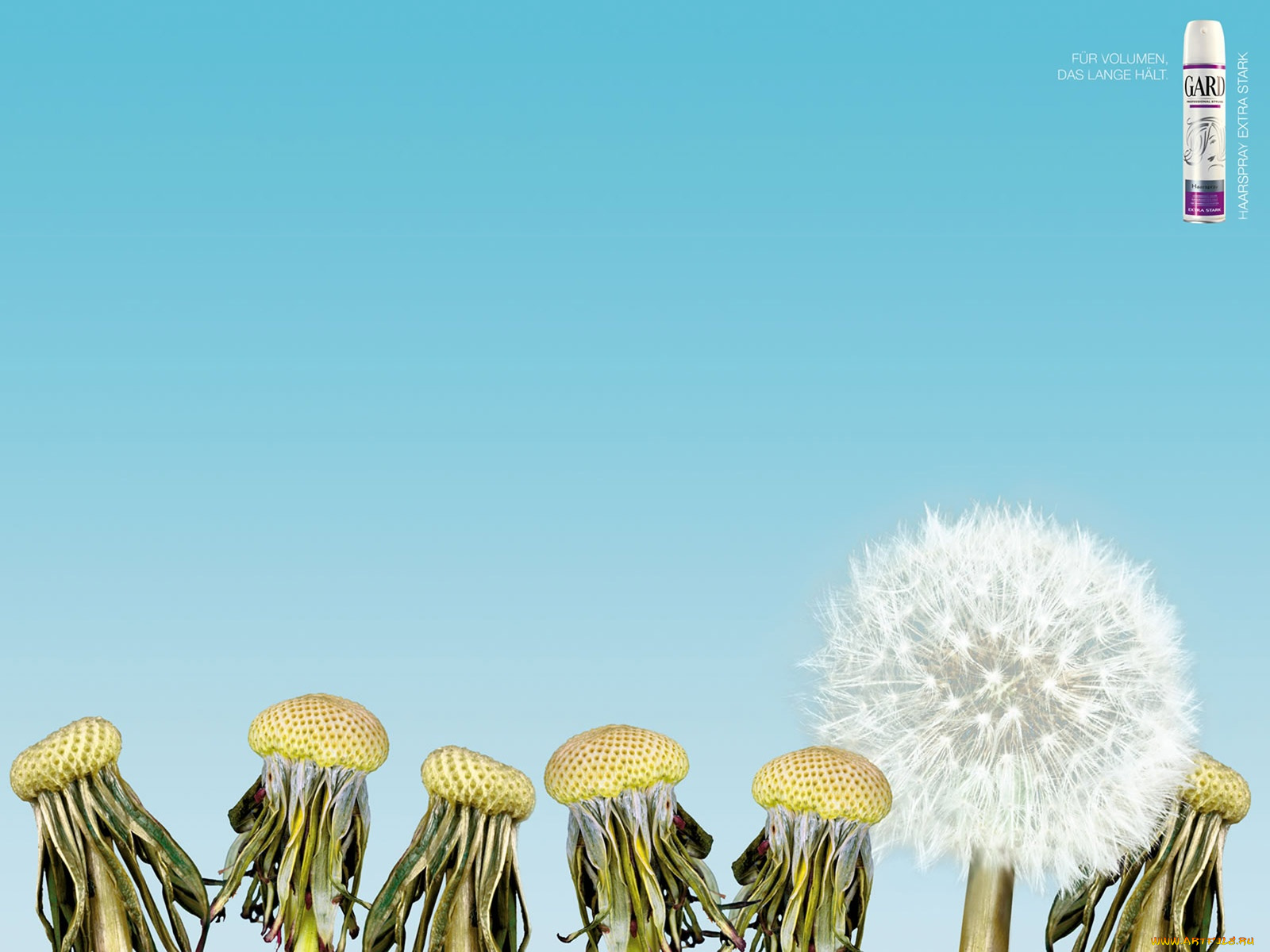 бренды, другое