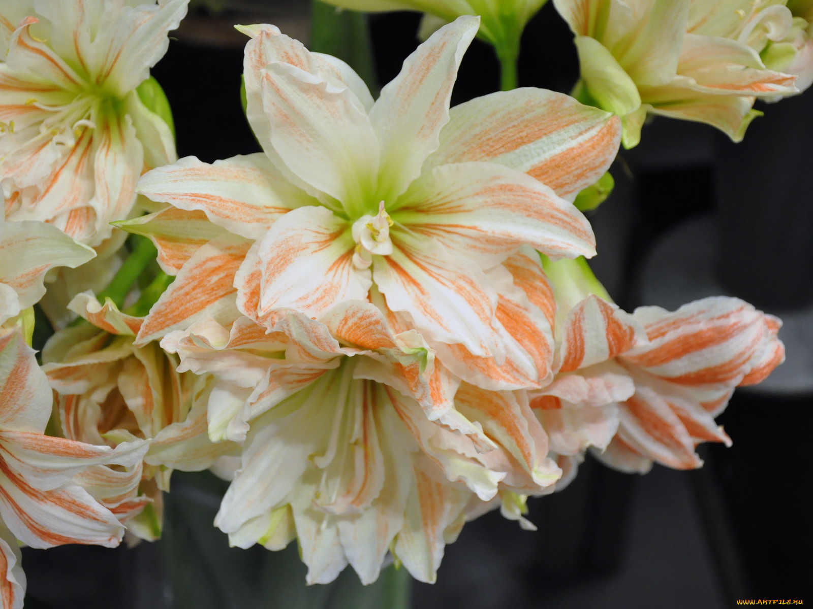 цветы, амариллисы, гиппеаструмы