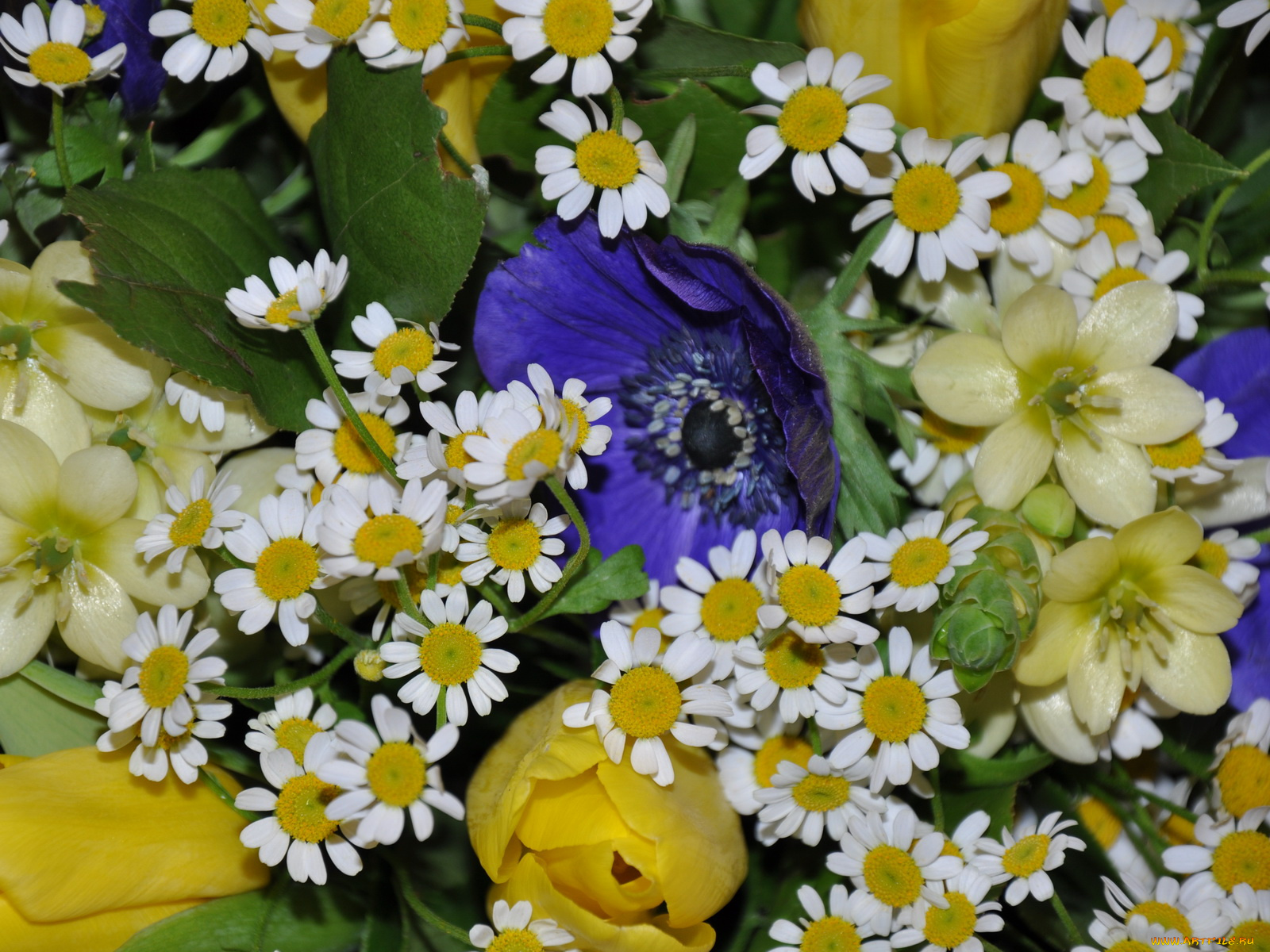 цветы, букеты, композиции