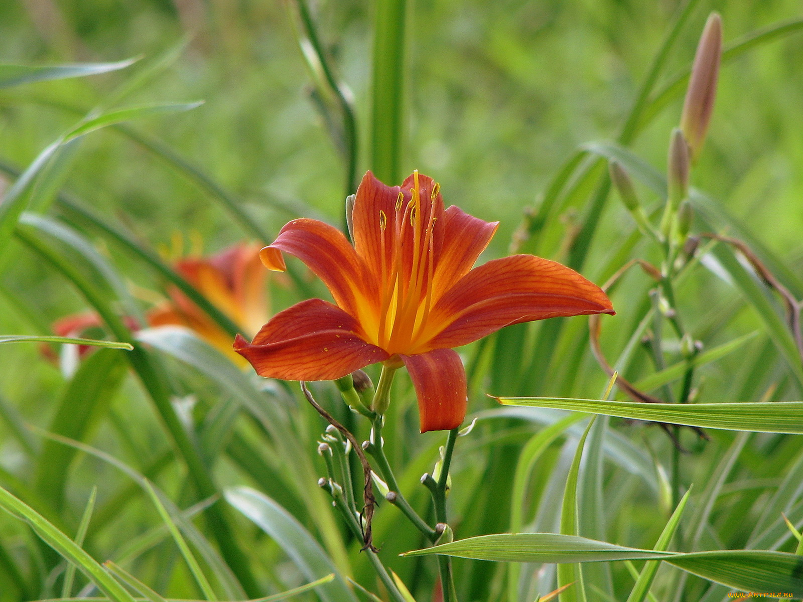 цветы, лилии, лилейники