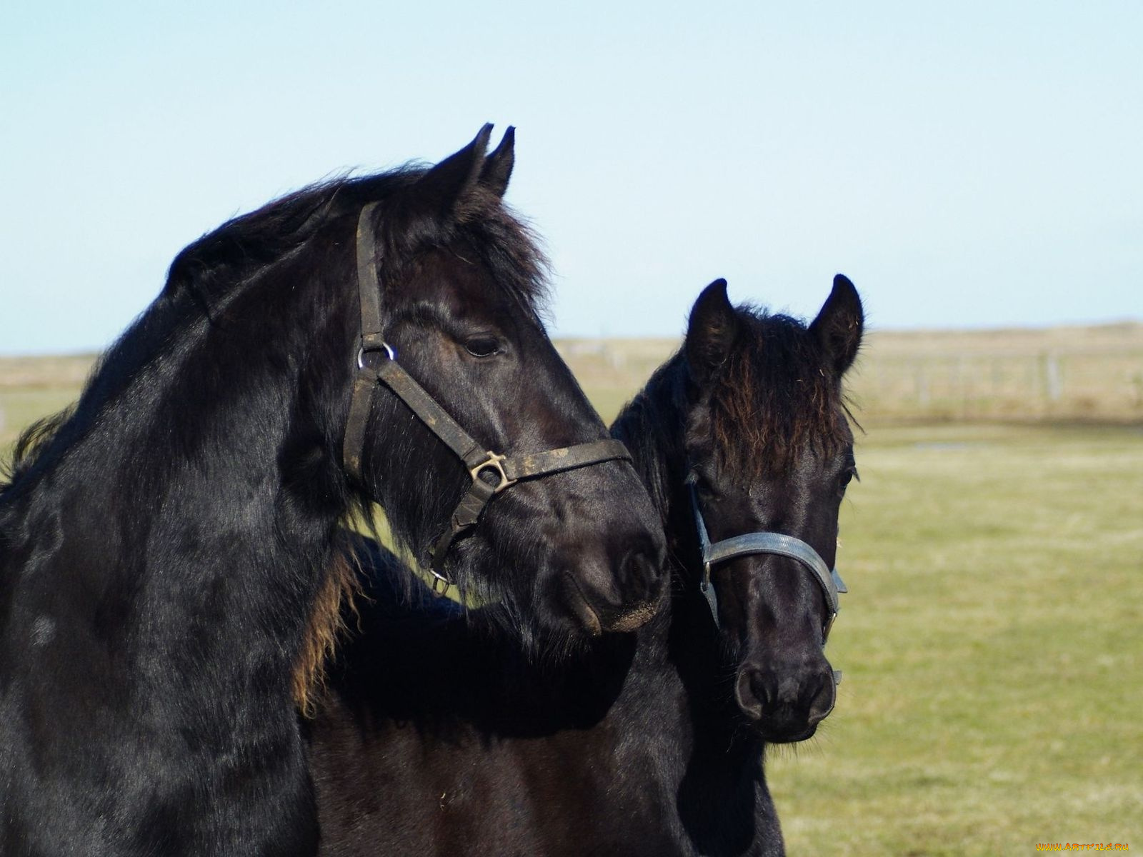 животные, лошади