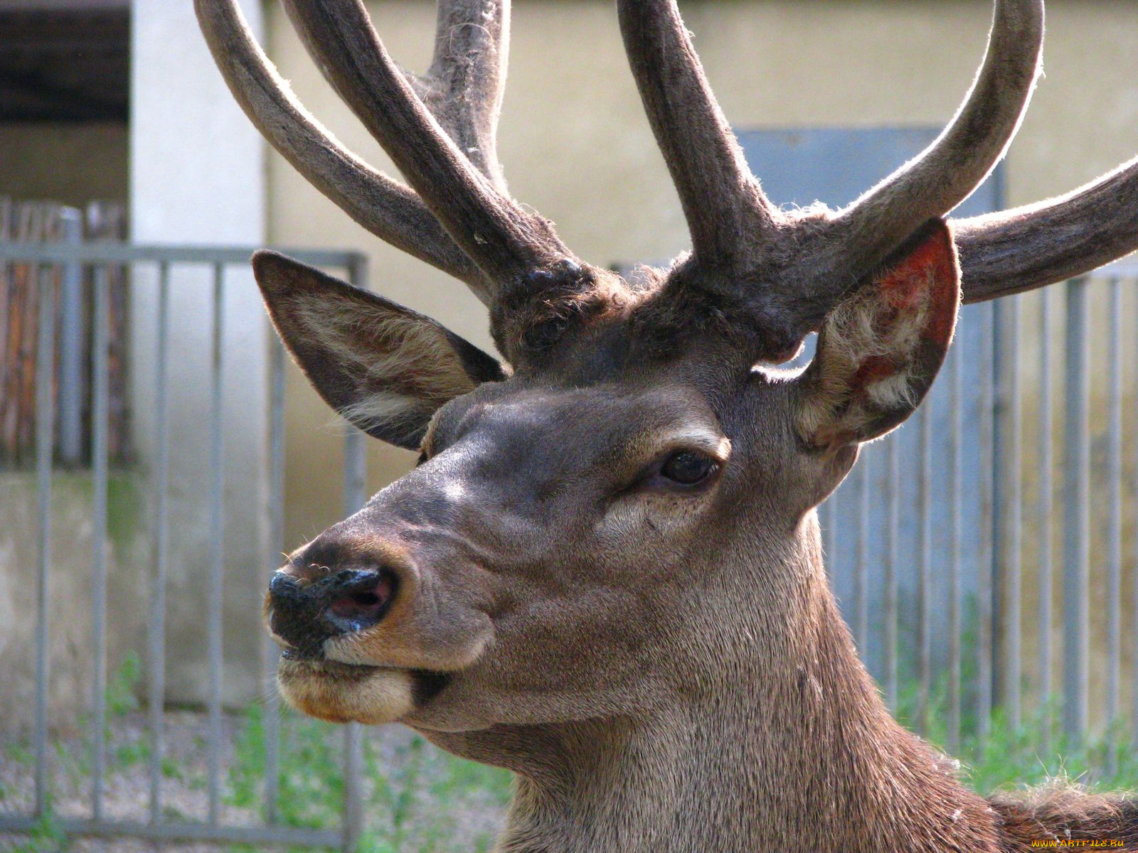 животные, олени