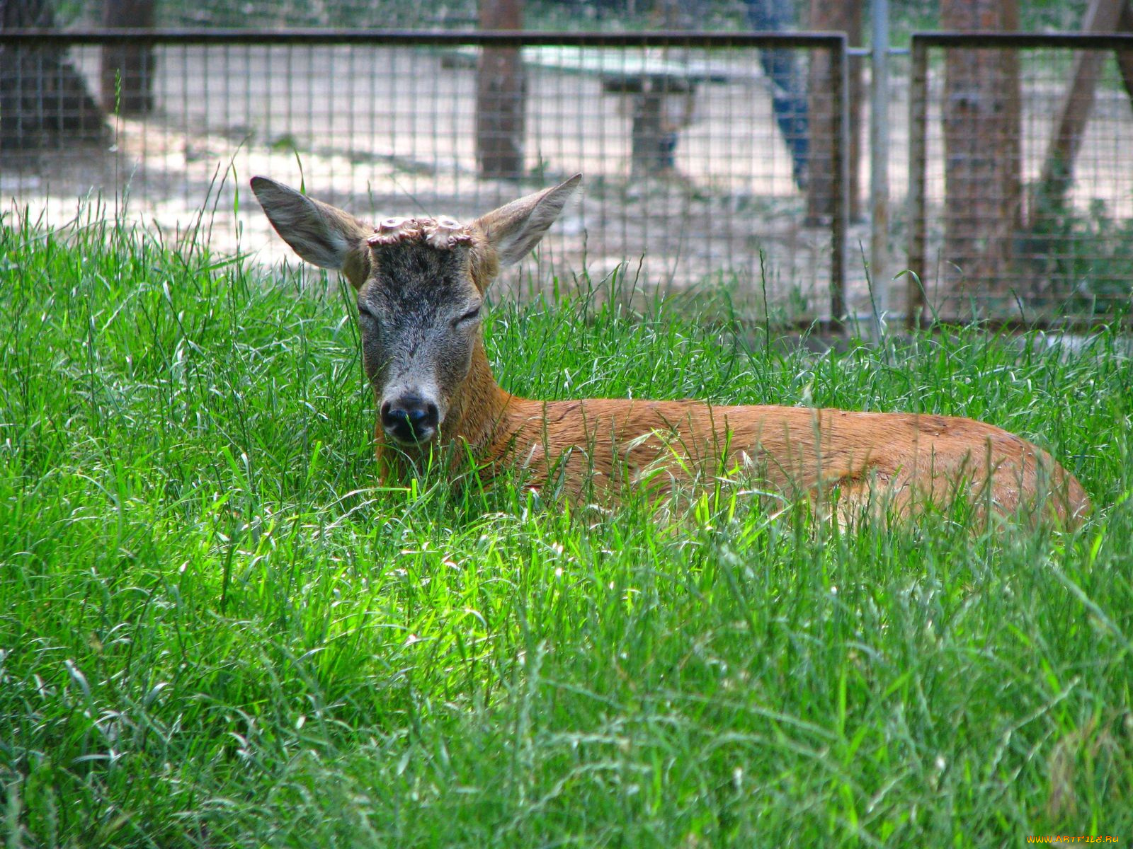 животные, олени