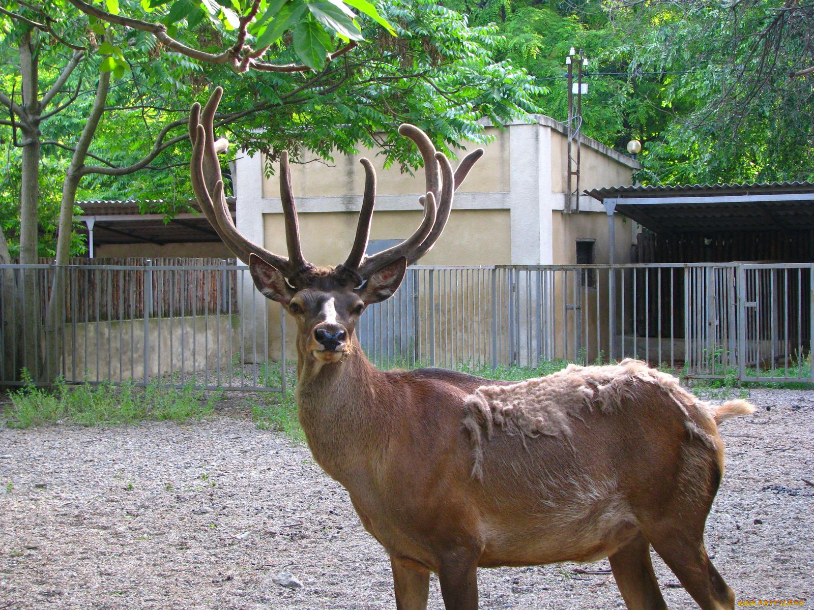 животные, олени