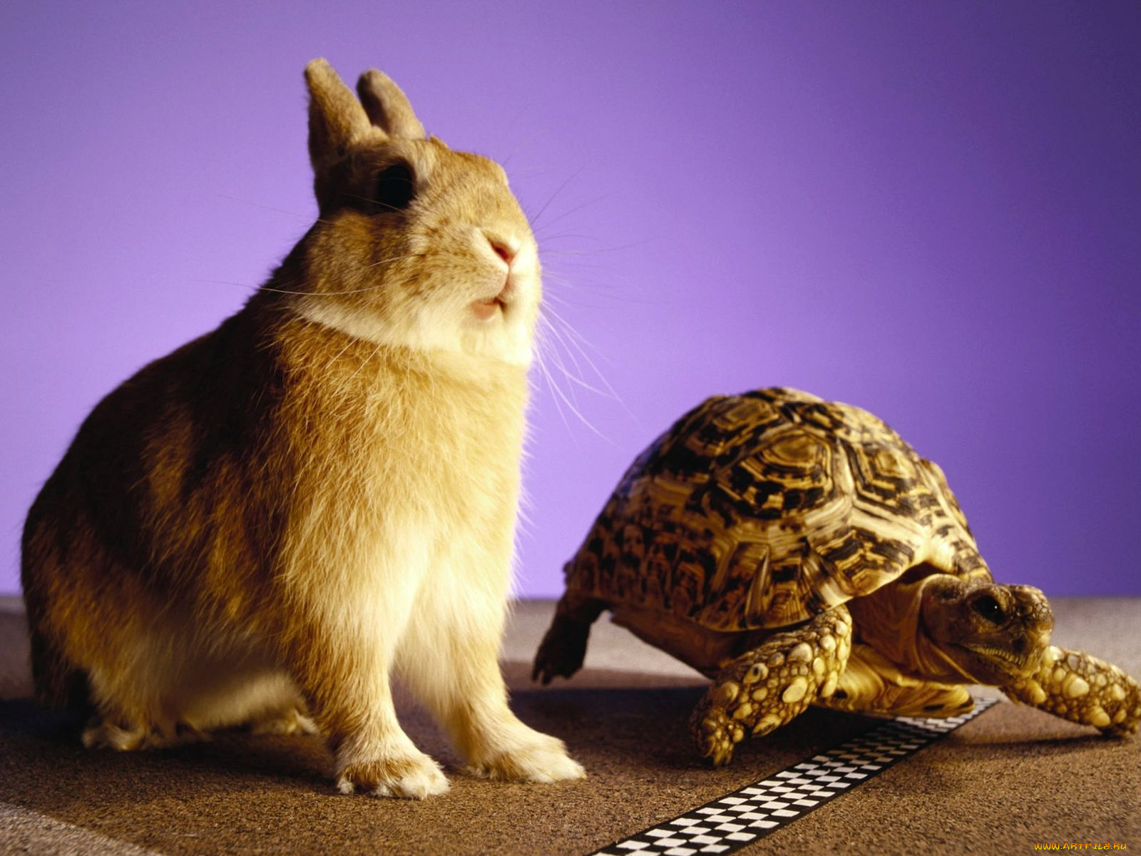 животные, разные, вместе