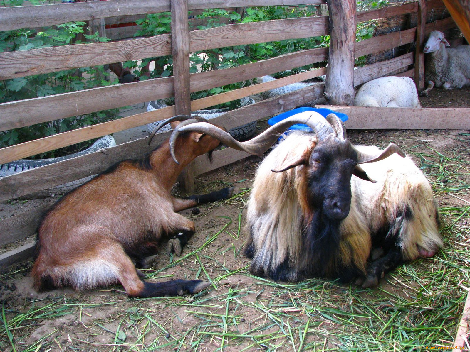 животные, разные, вместе