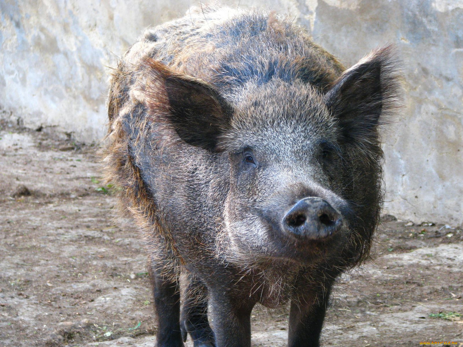 животные, свиньи, кабаны
