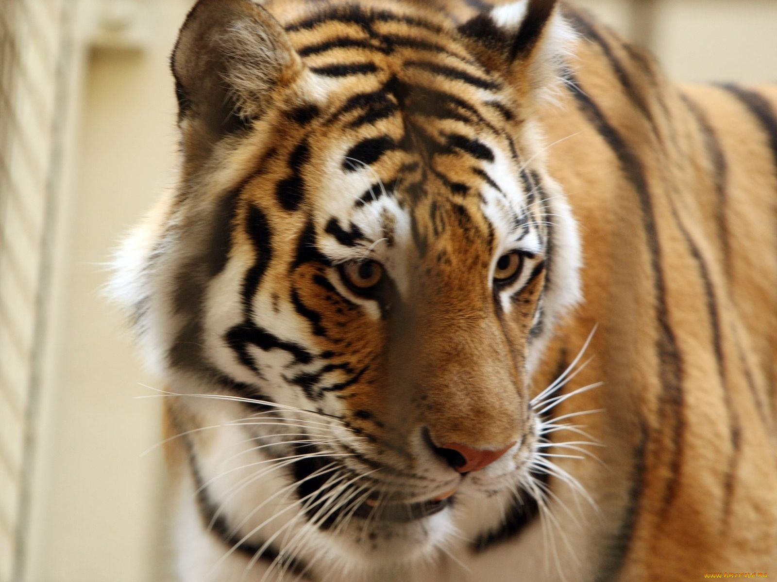 животные, тигры