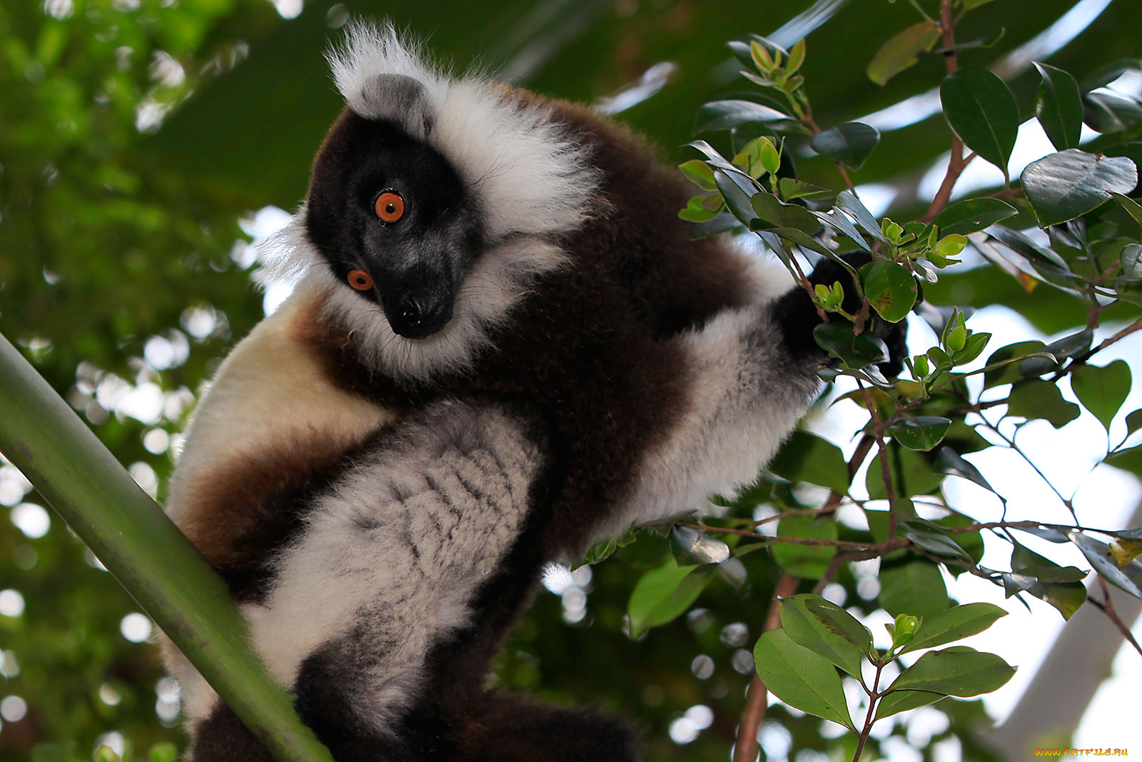 животные, лемуры, зверек, листья