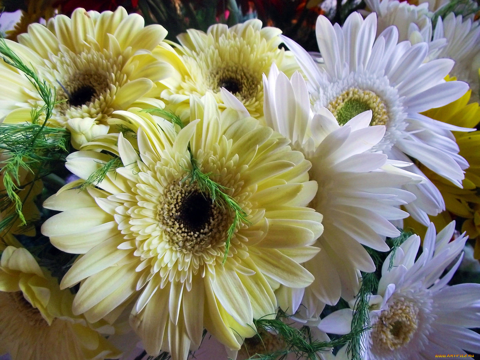 цветы, герберы, кремовые, белые