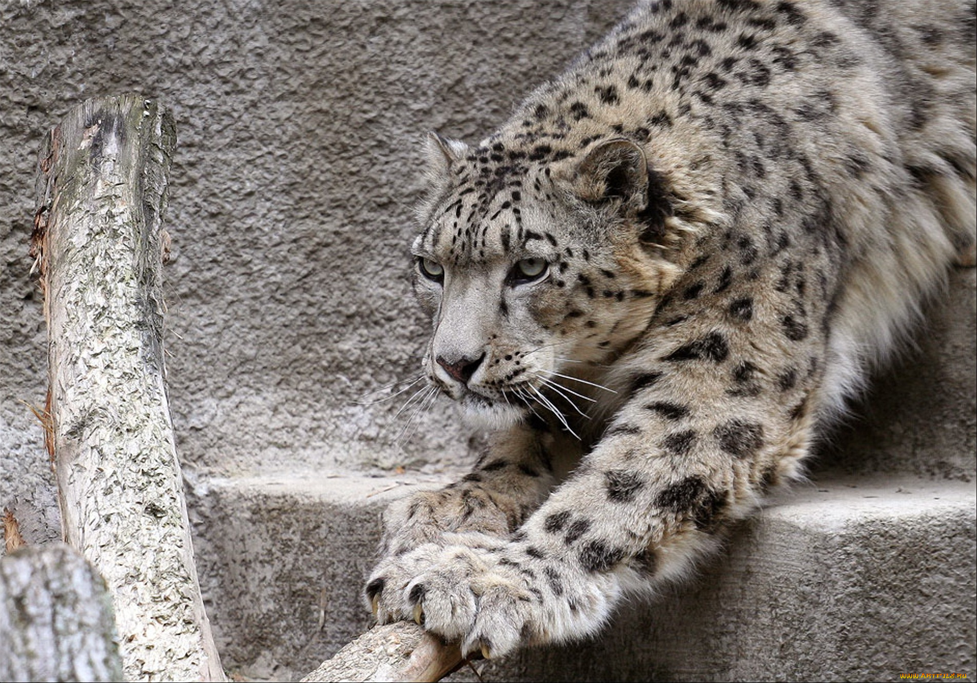 животные, снежный, барс, ирбис