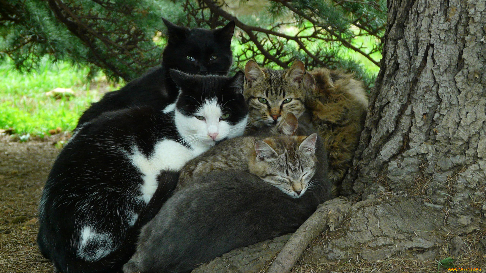 беженцы, животные, коты