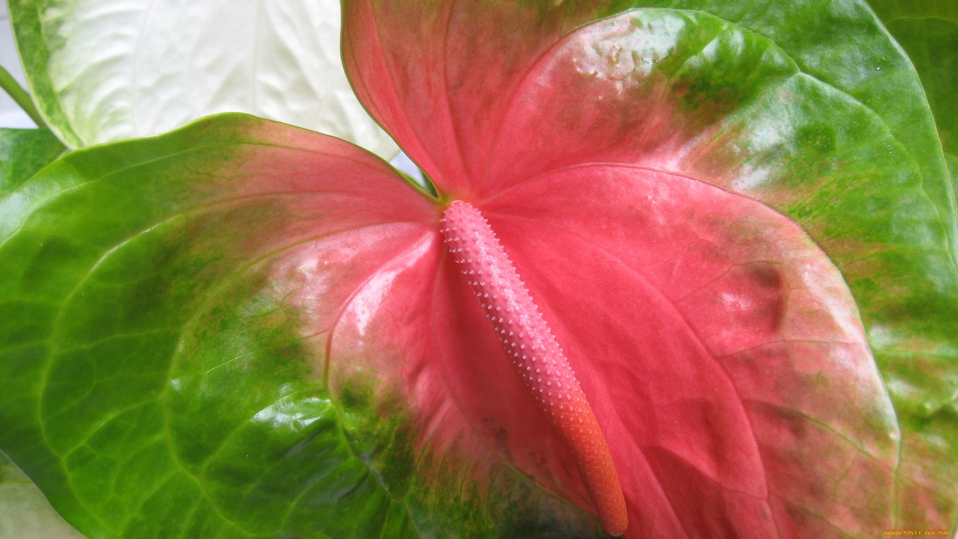 цветы, антуриум, цветок, фламинго, макро