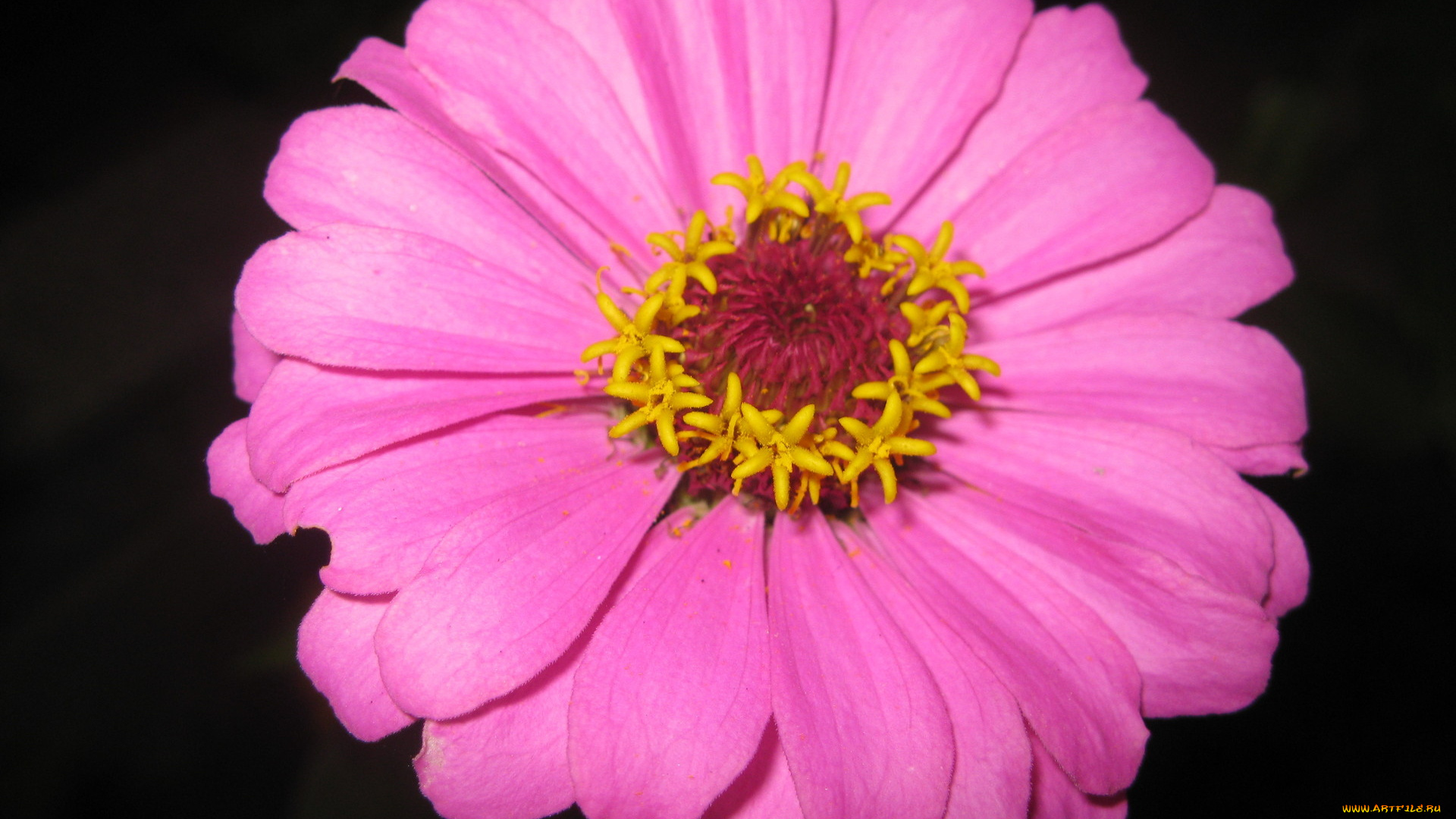 цветы, цинния, розовая, макро