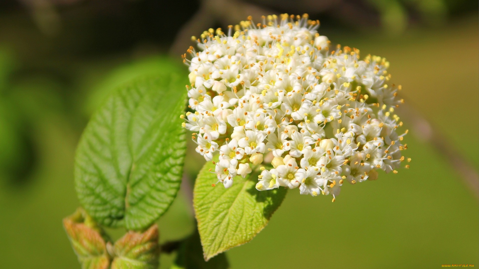 цветы, цветущие, деревья, кустарники, белые, цветочки