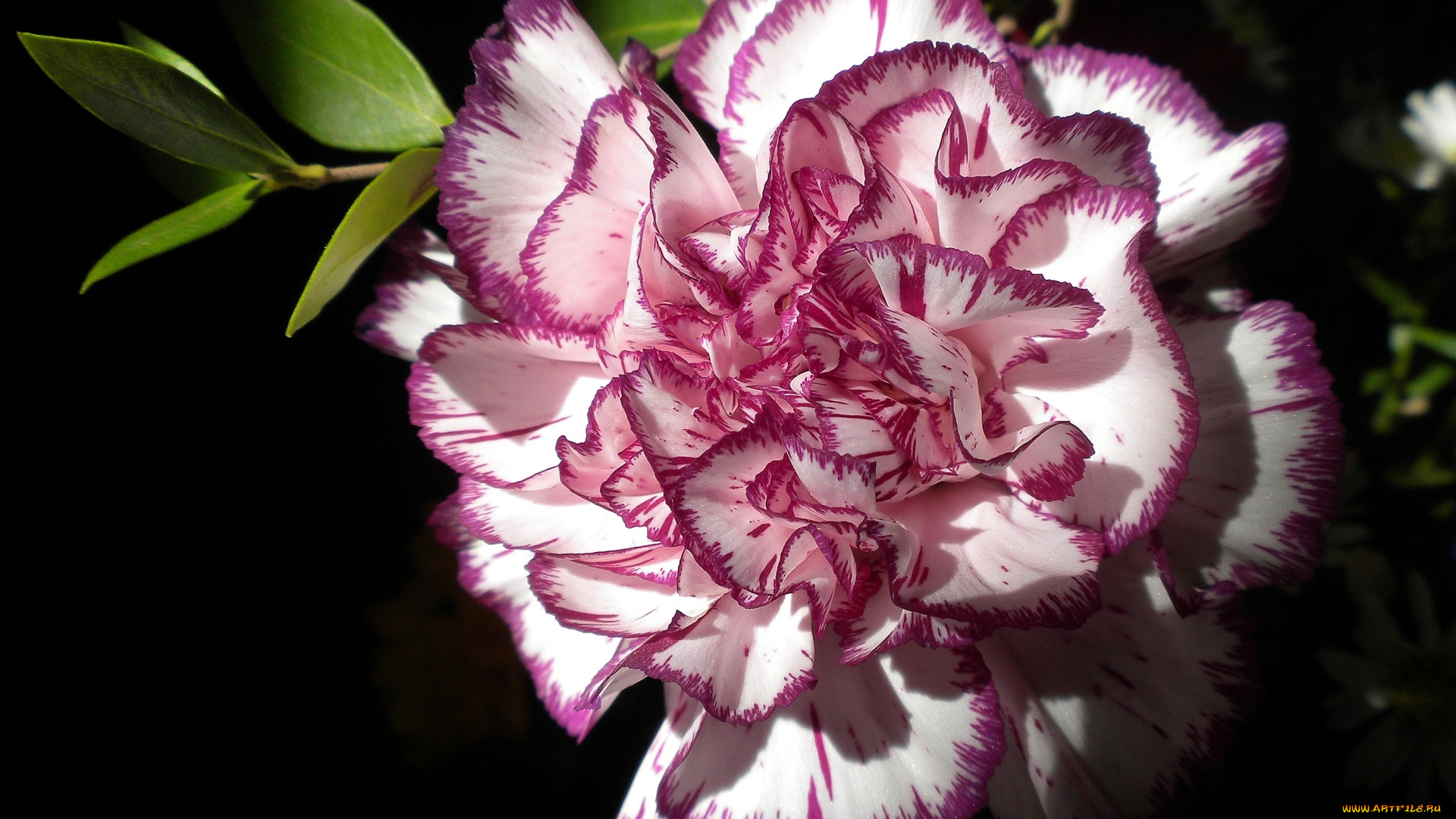 цветы, гвоздики, круглый, красно-белый, пестрый