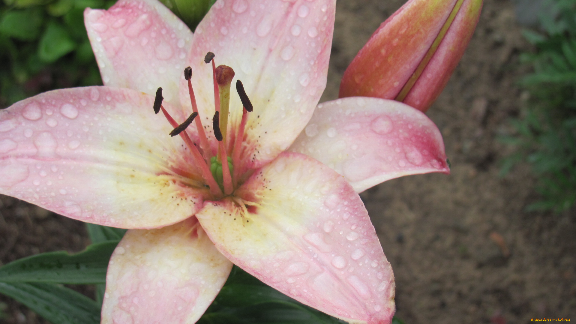 цветы, лилии, лилейники, капли