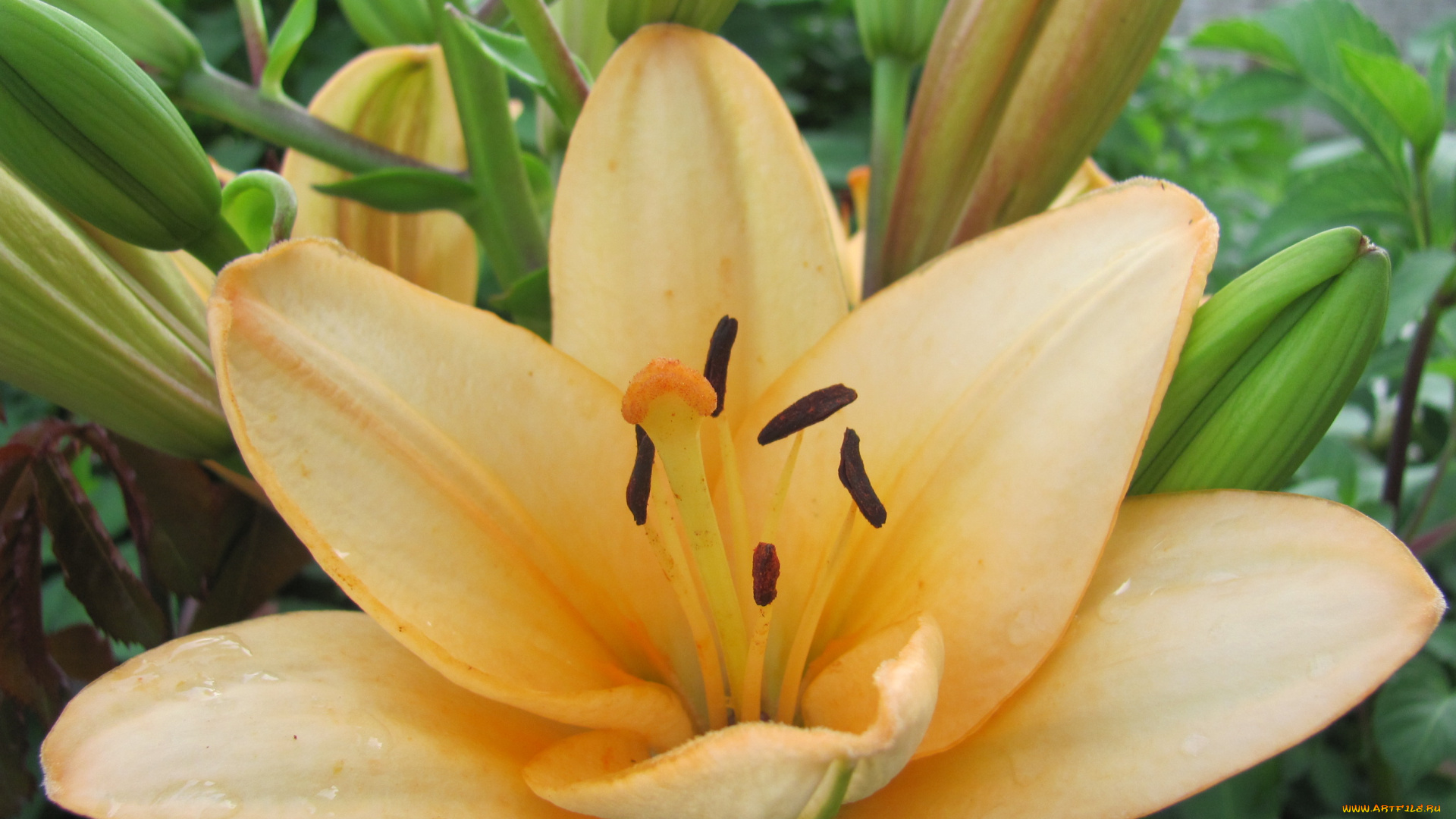 цветы, лилии, лилейники, желтая