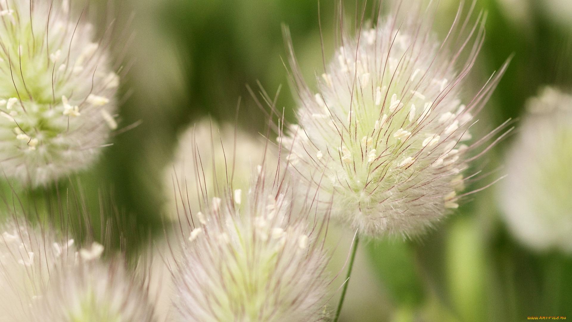 цветы, луговые, полевые, белый, пушистый