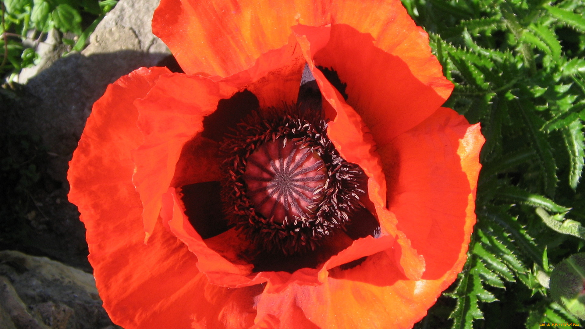 цветы, маки, яркий, крупно