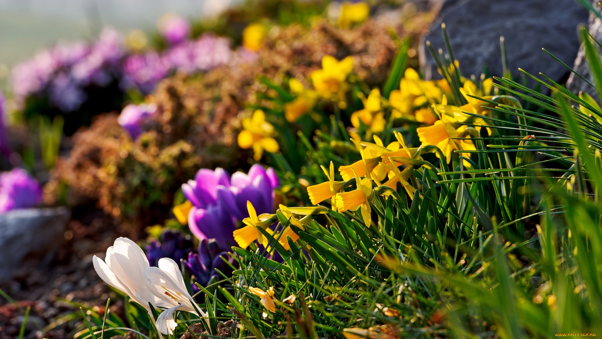 цветы, разные, вместе, крокусы, нарциссы