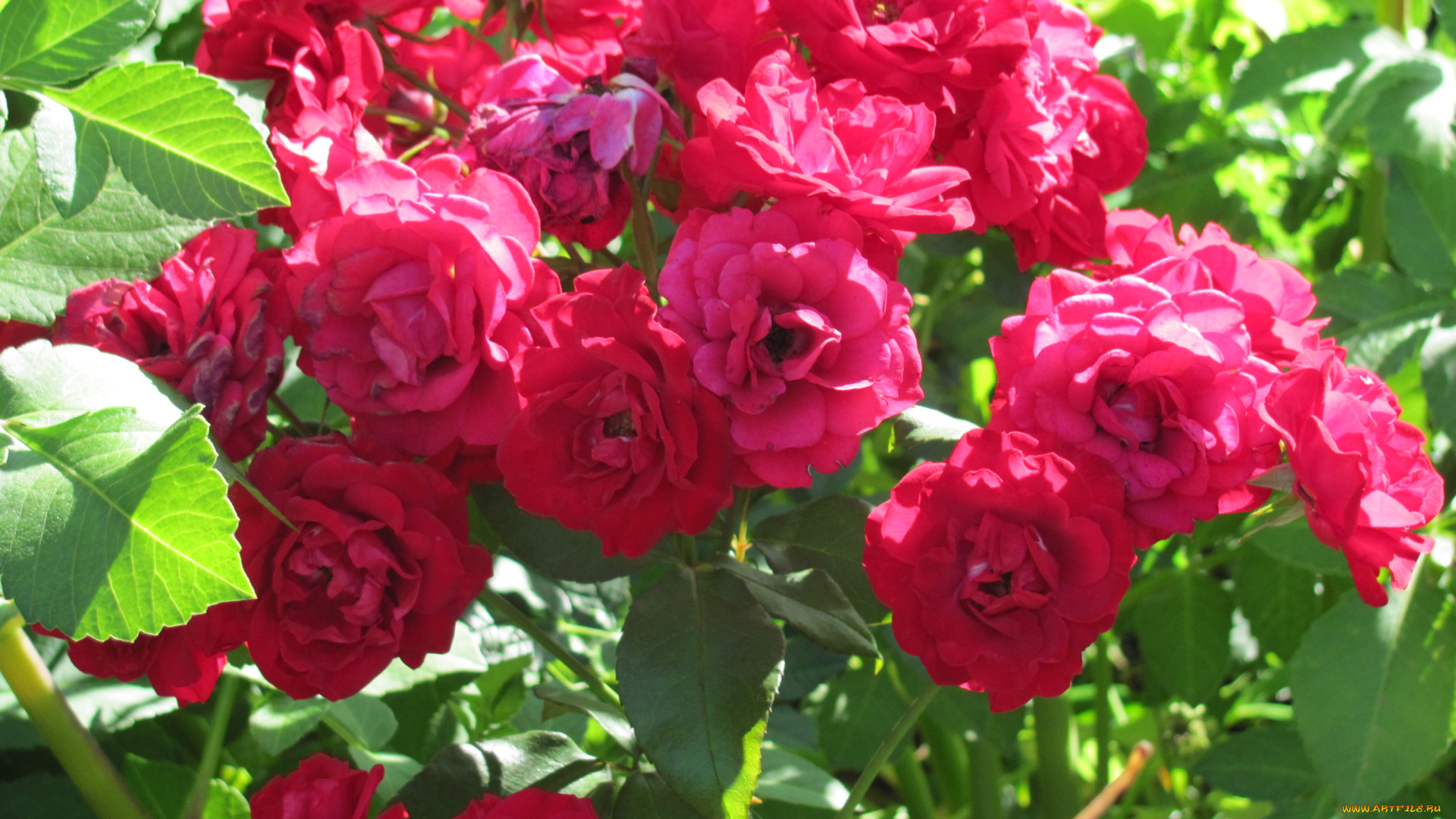 цветы, розы, красные, много