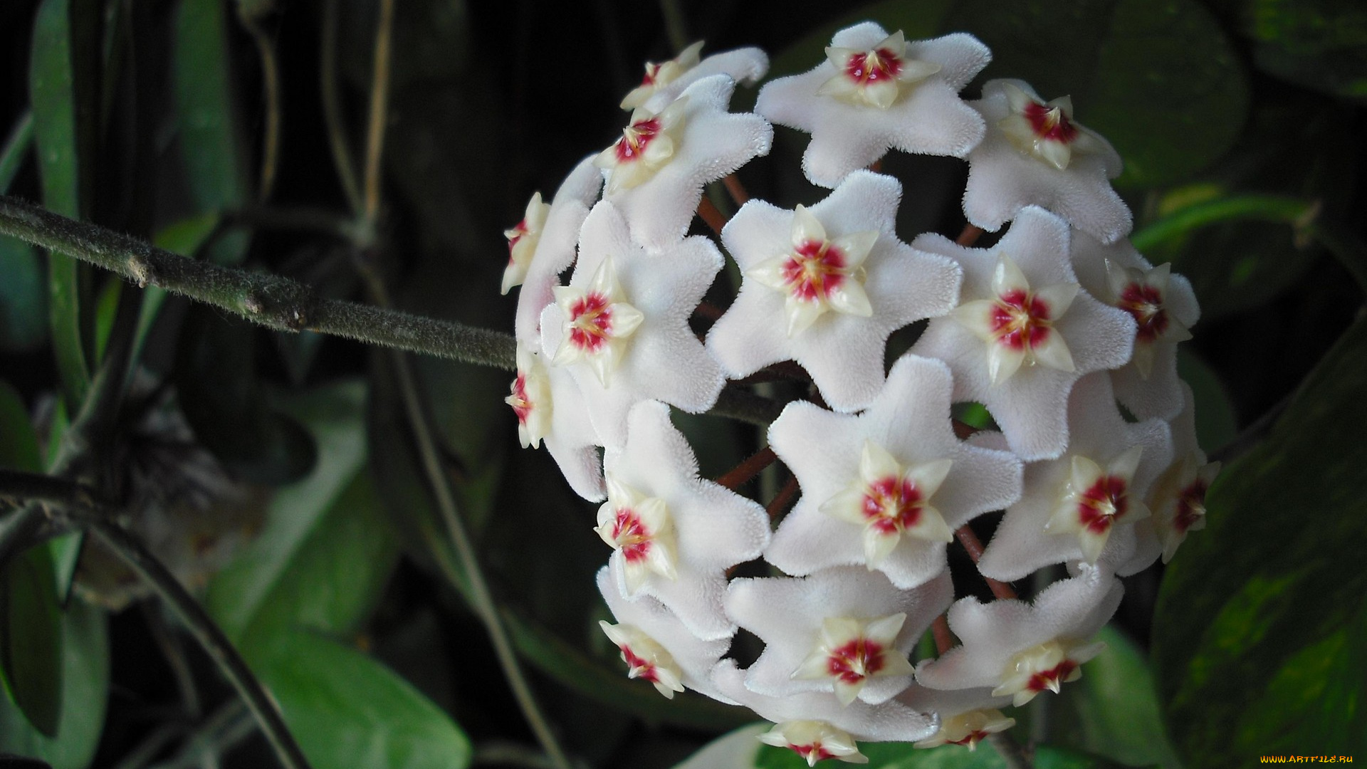 хойя, цветы, цветущие, деревья, кустарники, белые