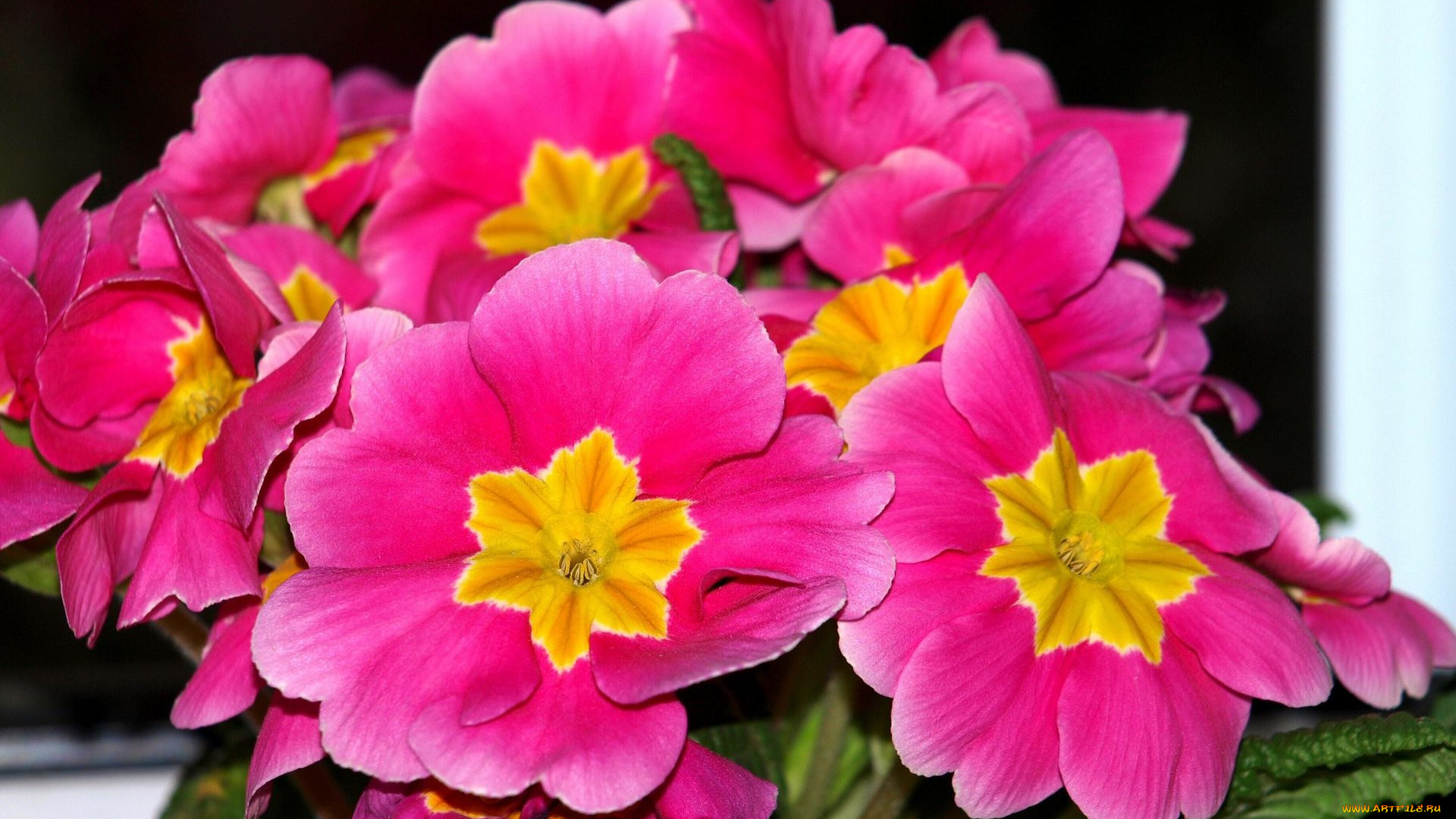 примула, цветы, примулы, яркие, розовые