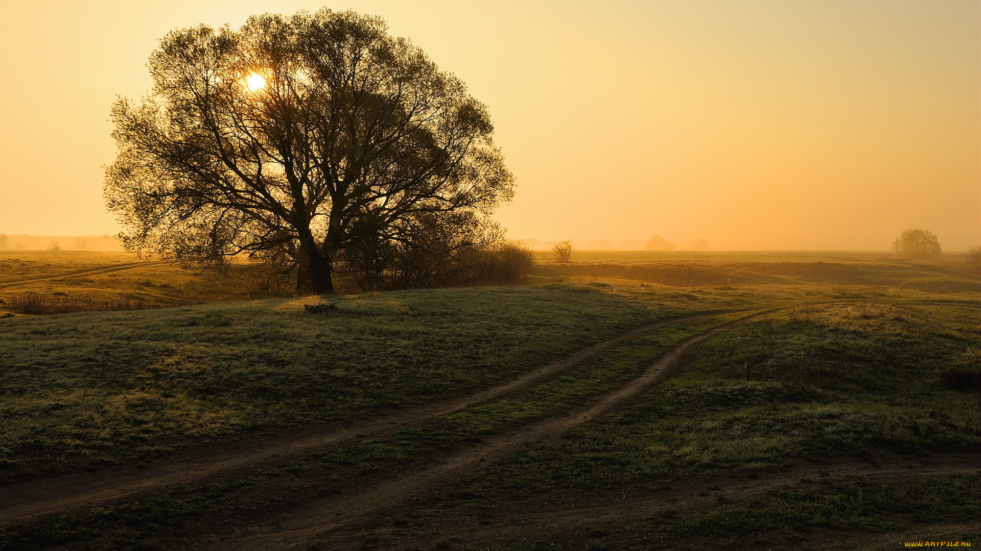 природа, деревья, пейзаж, дорога, дерево