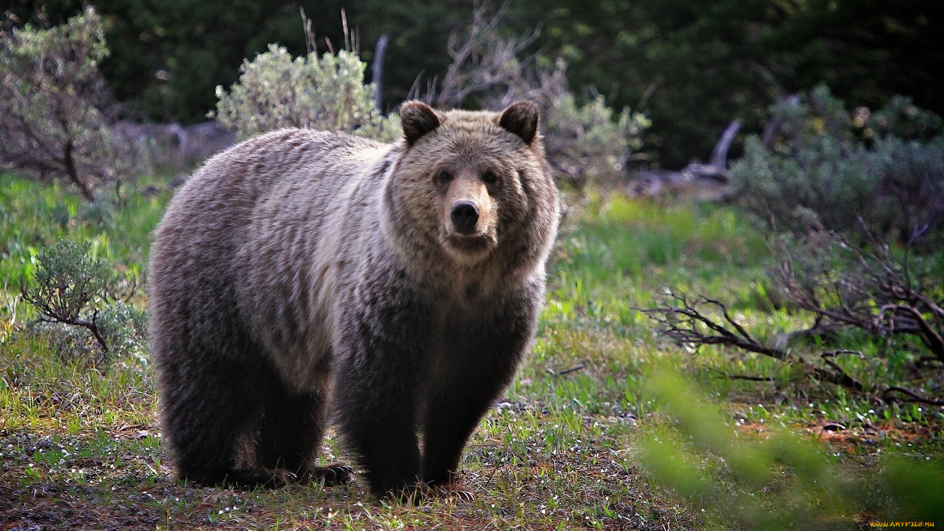 животные, медведи, хищник
