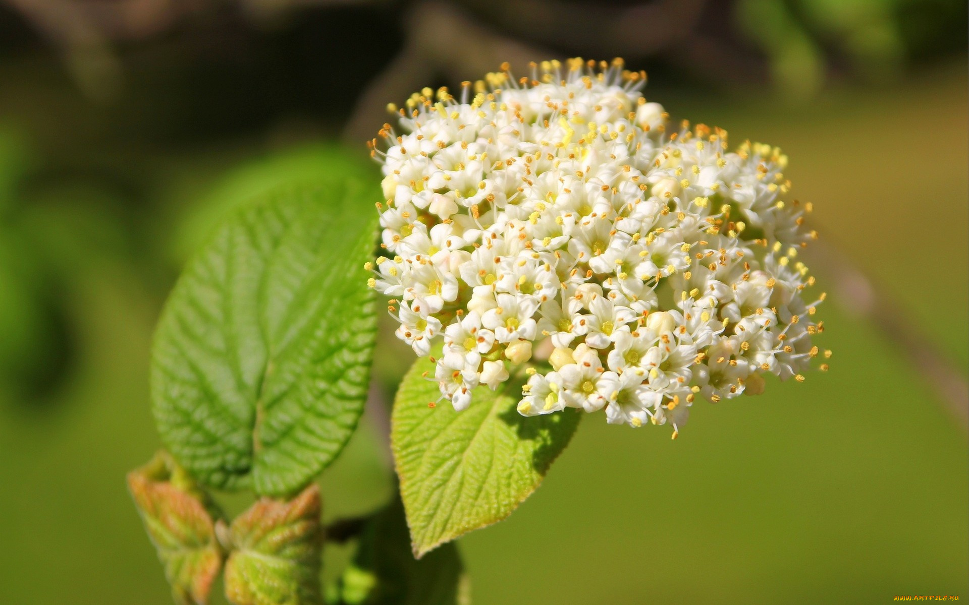цветы, цветущие, деревья, кустарники, белые, цветочки