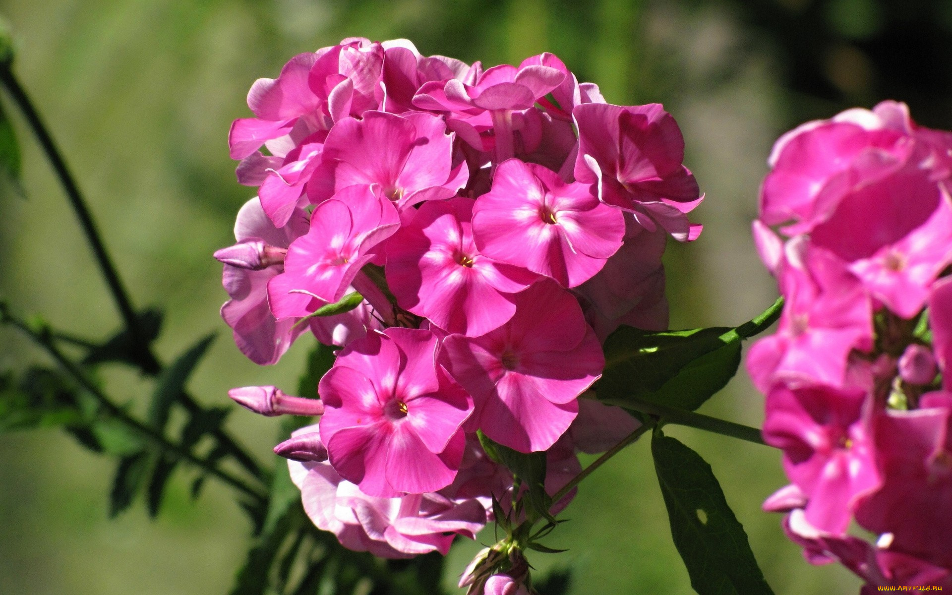цветы, флоксы, розовые