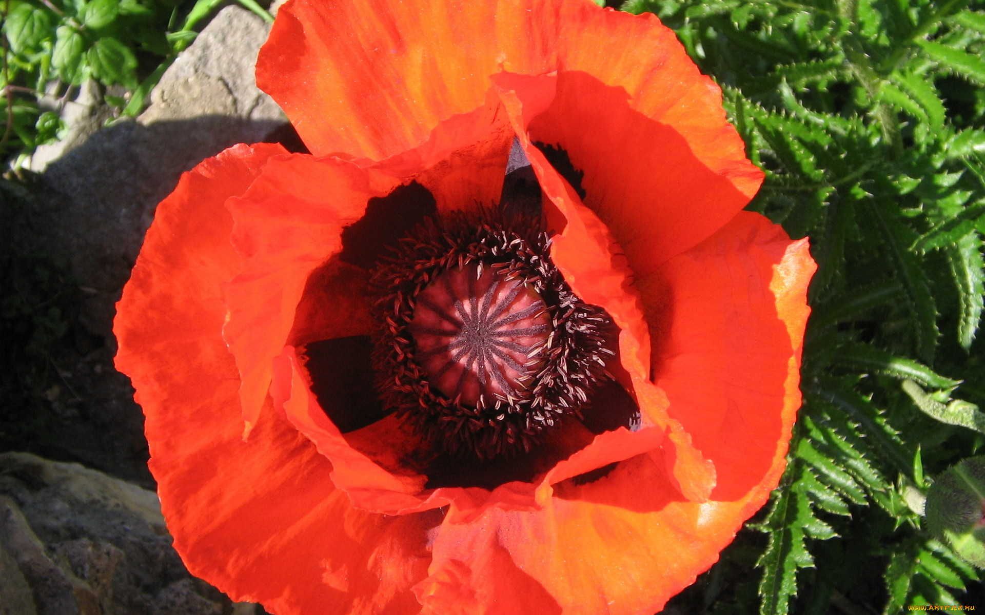 цветы, маки, яркий, крупно