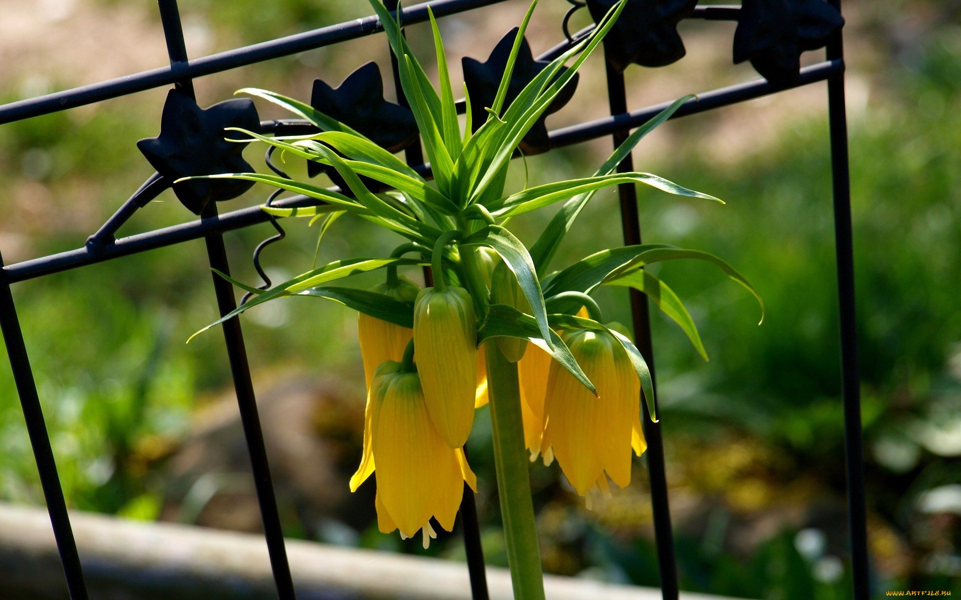 цветы, рябчики, желтые