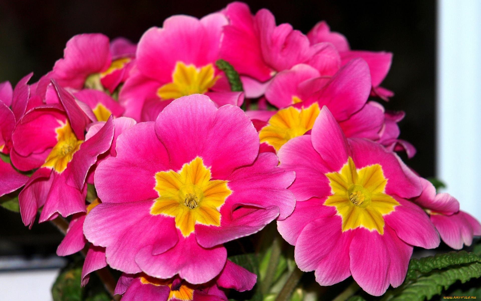 примула, цветы, примулы, яркие, розовые