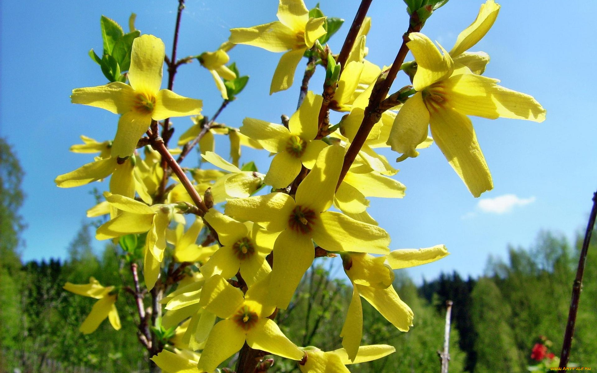 ракитник, цветы, цветущие, деревья, кустарники, золотые