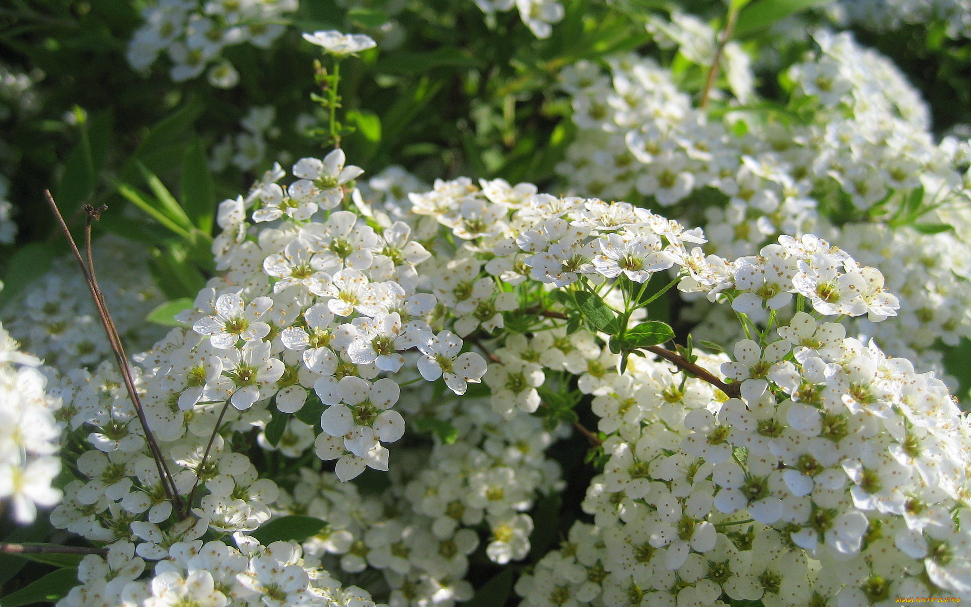 таволга, цветы, цветущие, деревья, кустарники, белые, много